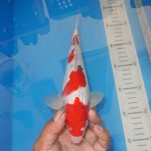 YONDAN KINDAI SANKE