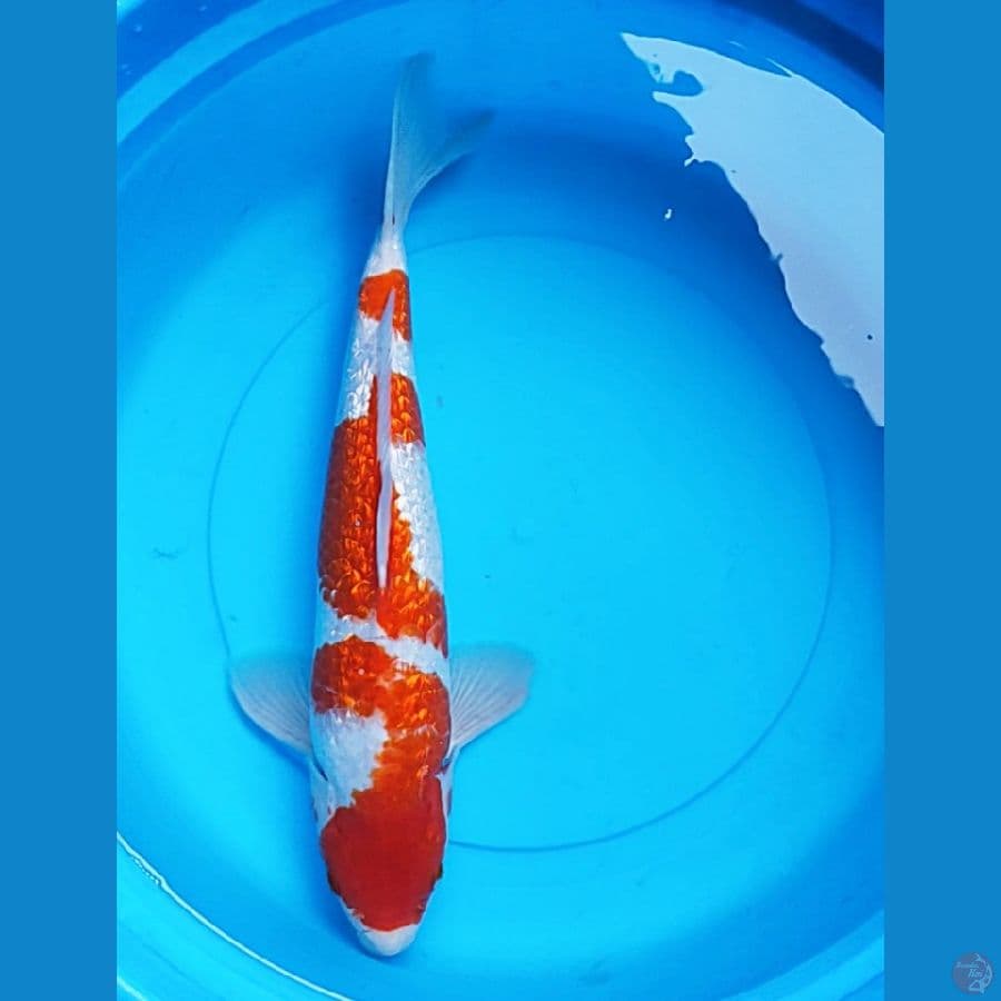 kohaku ginrin strong 35cm male