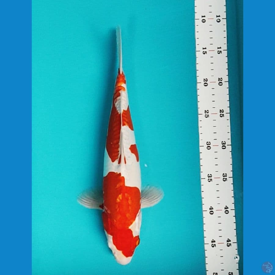 kikushui 34cm male