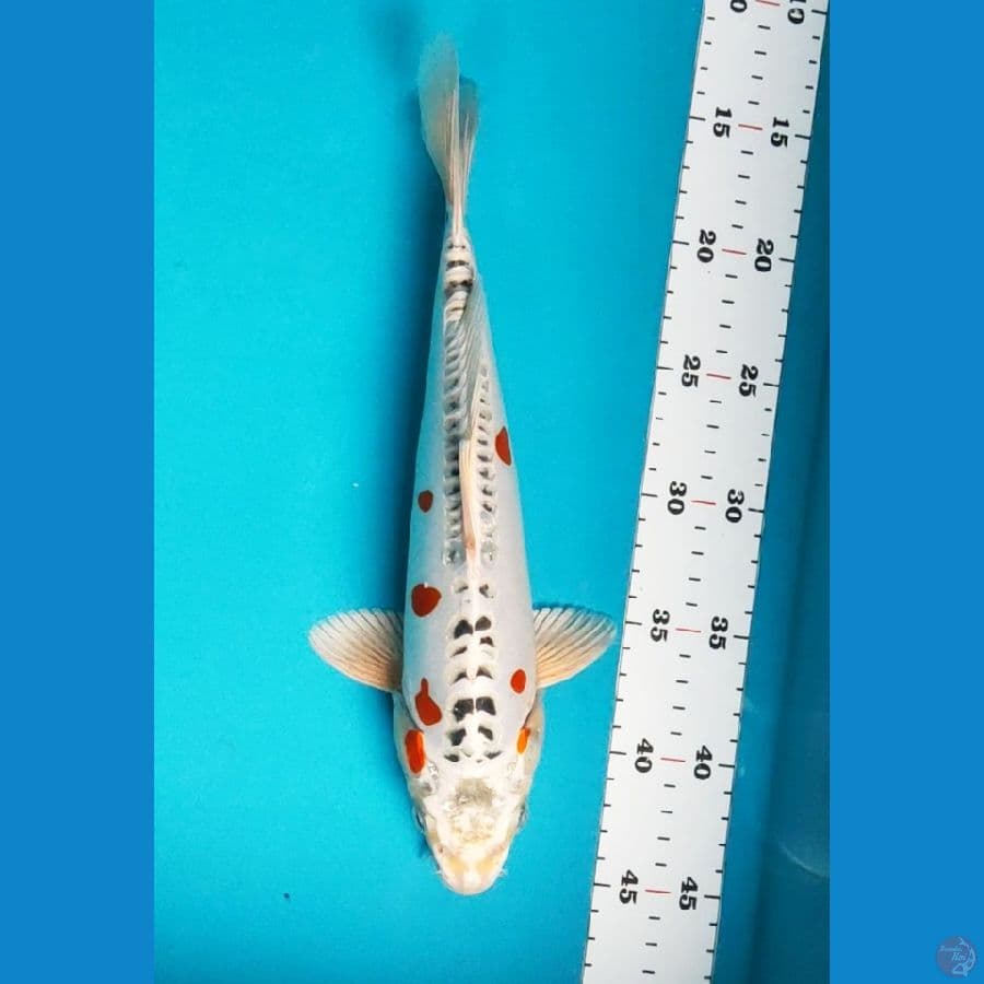 kiko white sakura 30cm male