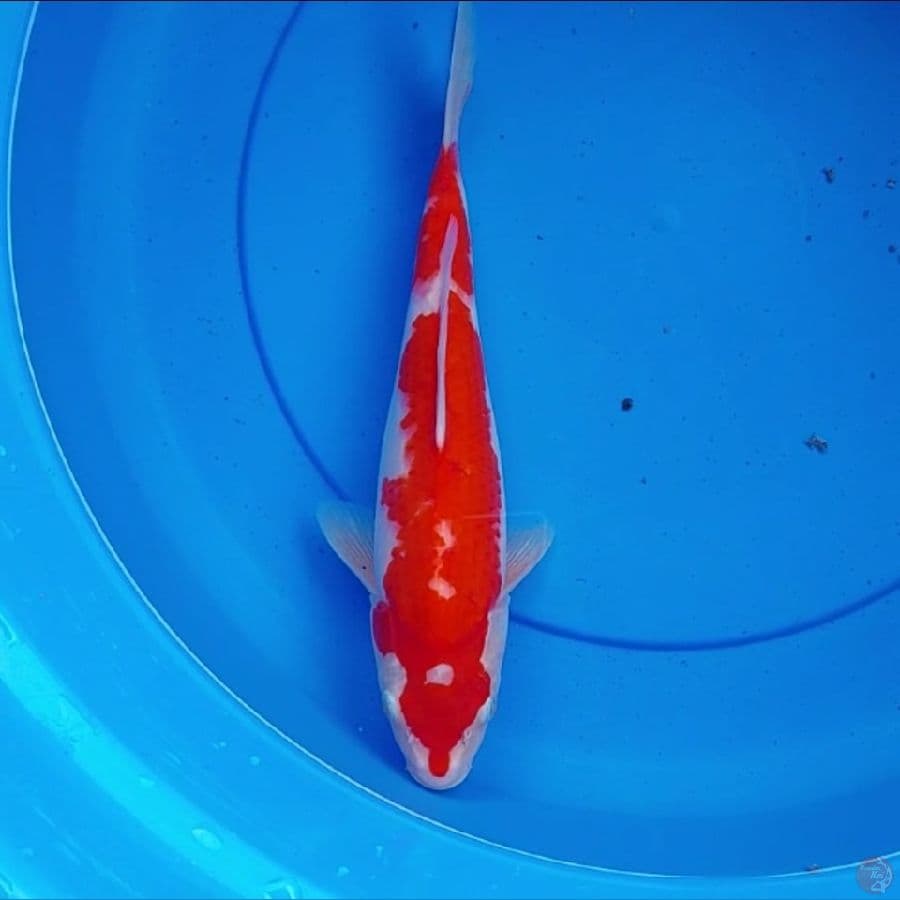 Kohaku
