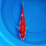 Kohaku