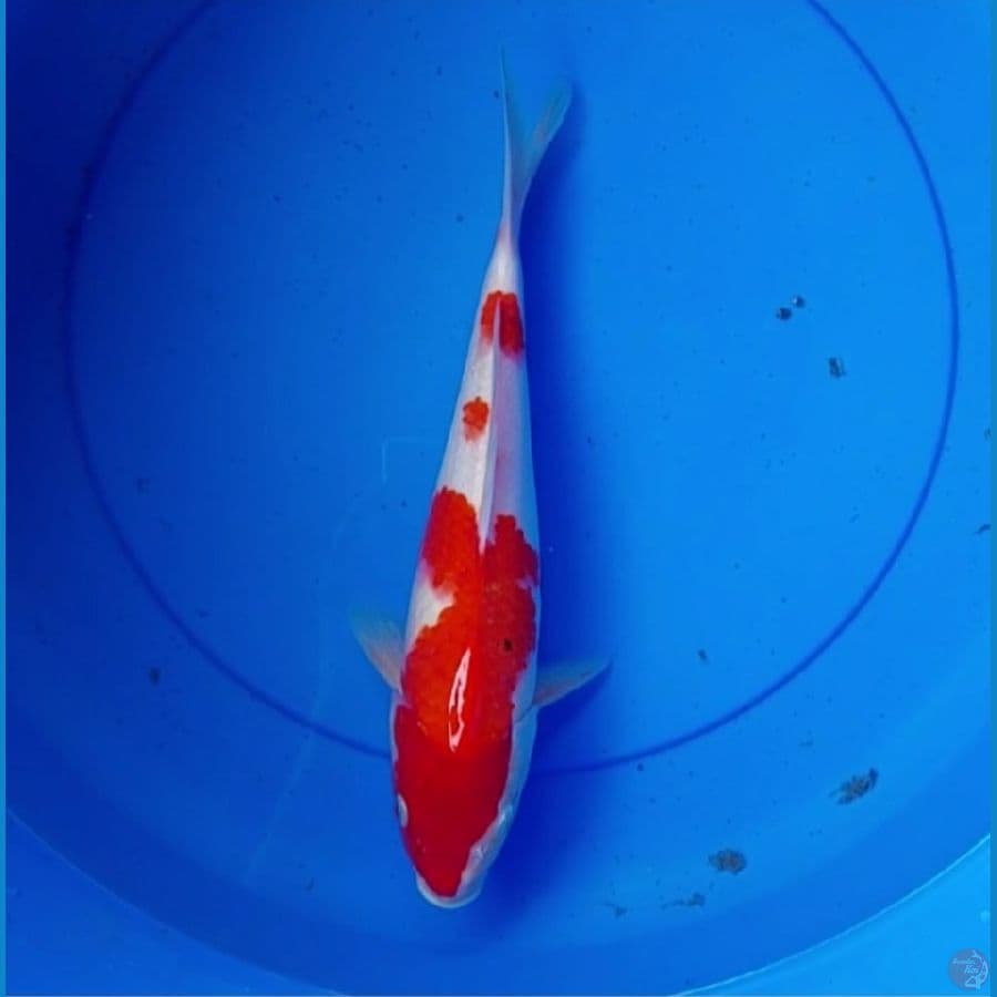 Kohaku