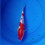 Kohaku