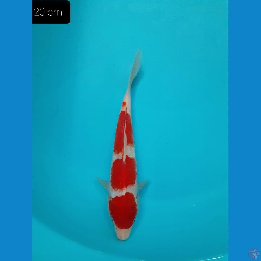 *KOHAKU 20 CM* 