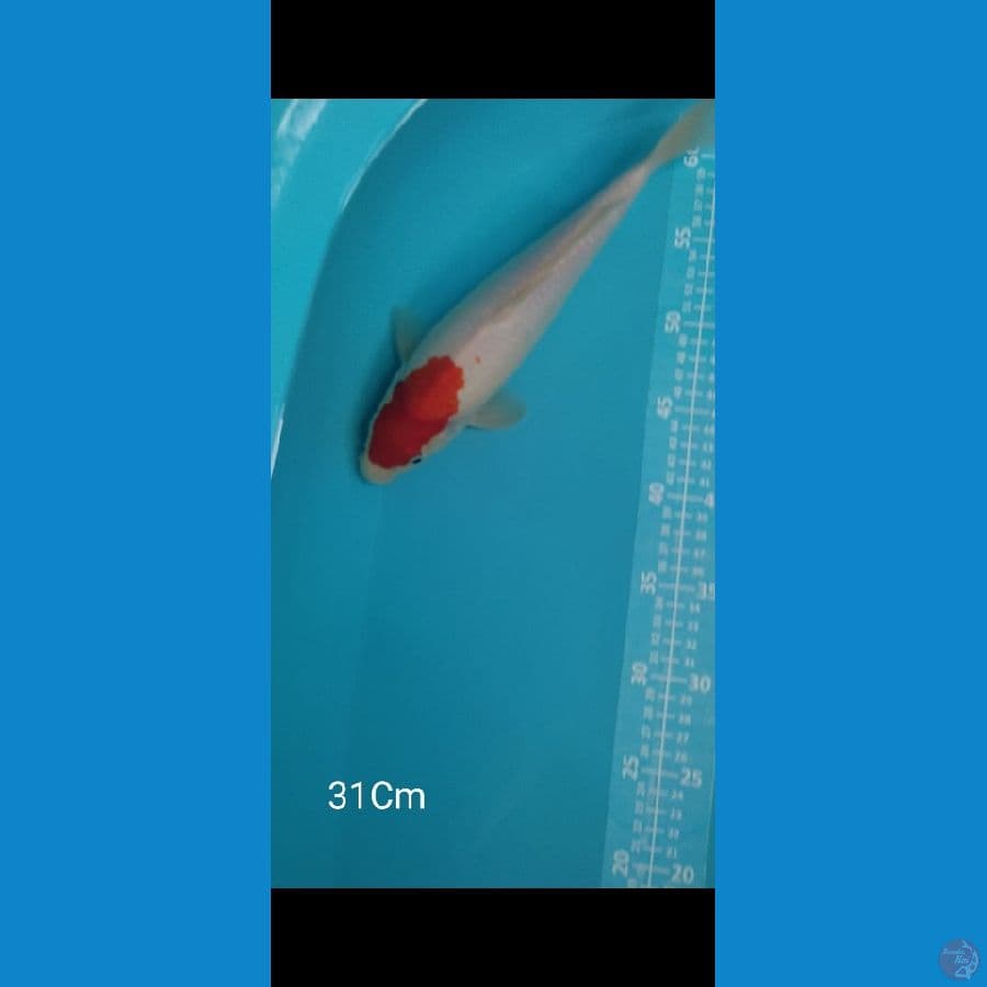 Tancho Kohaku Bulky
