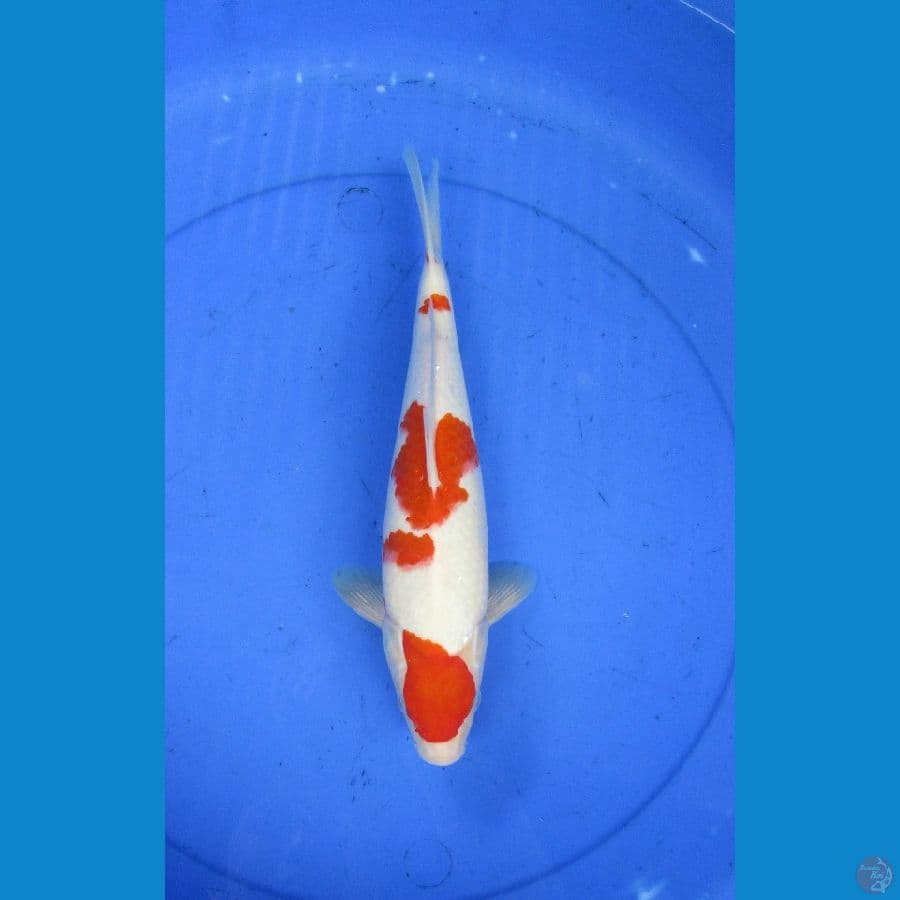 Kohaku Ori
