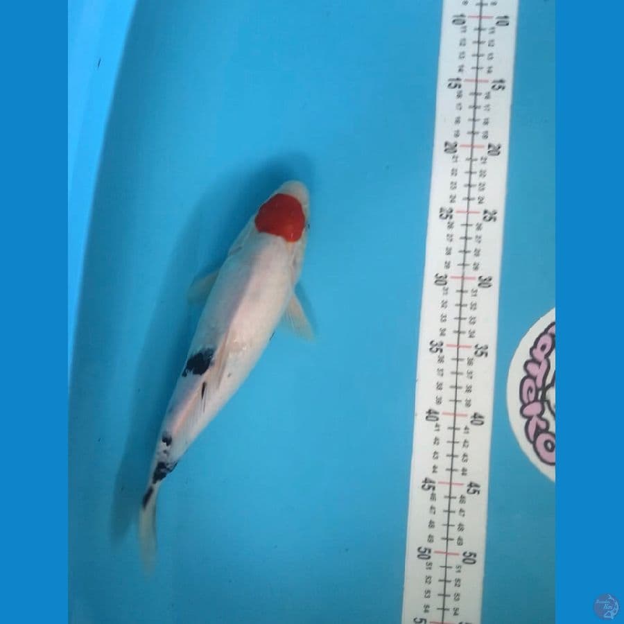tanco sanke 31 cm