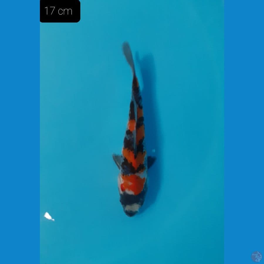 *SHOWA 17 CM*