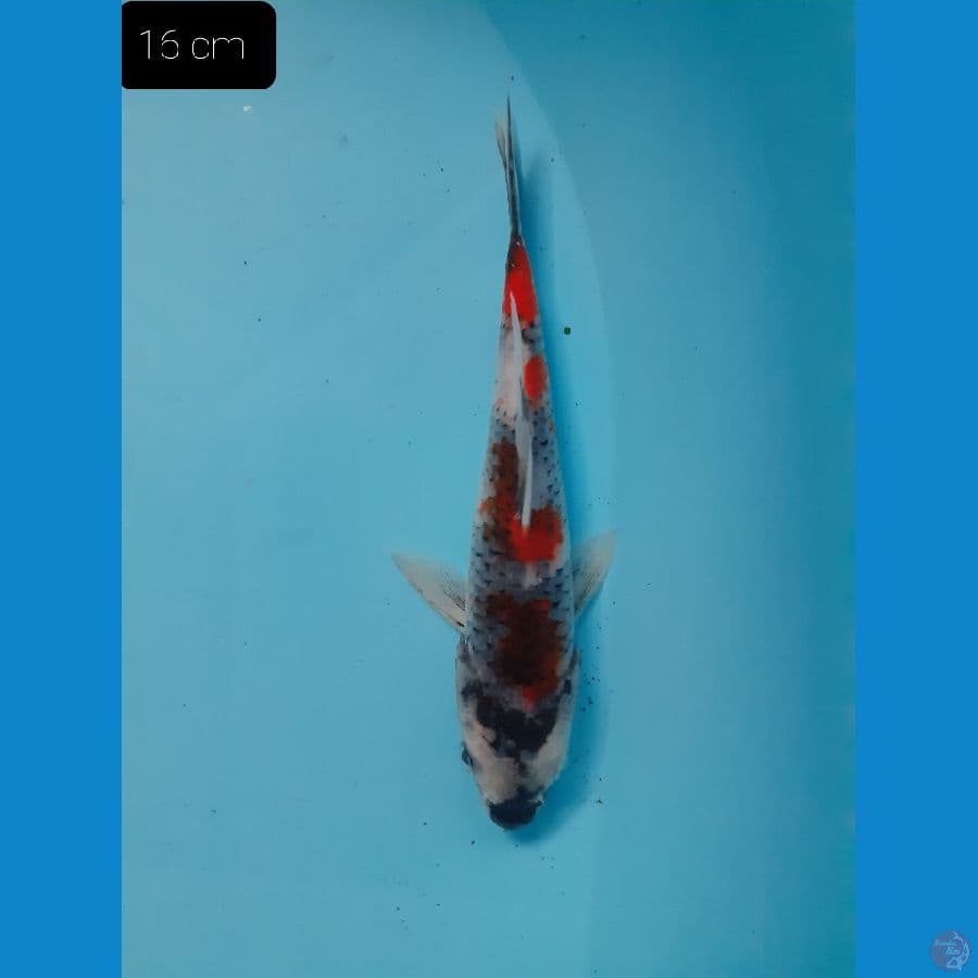 *SHOWA 15 CM*