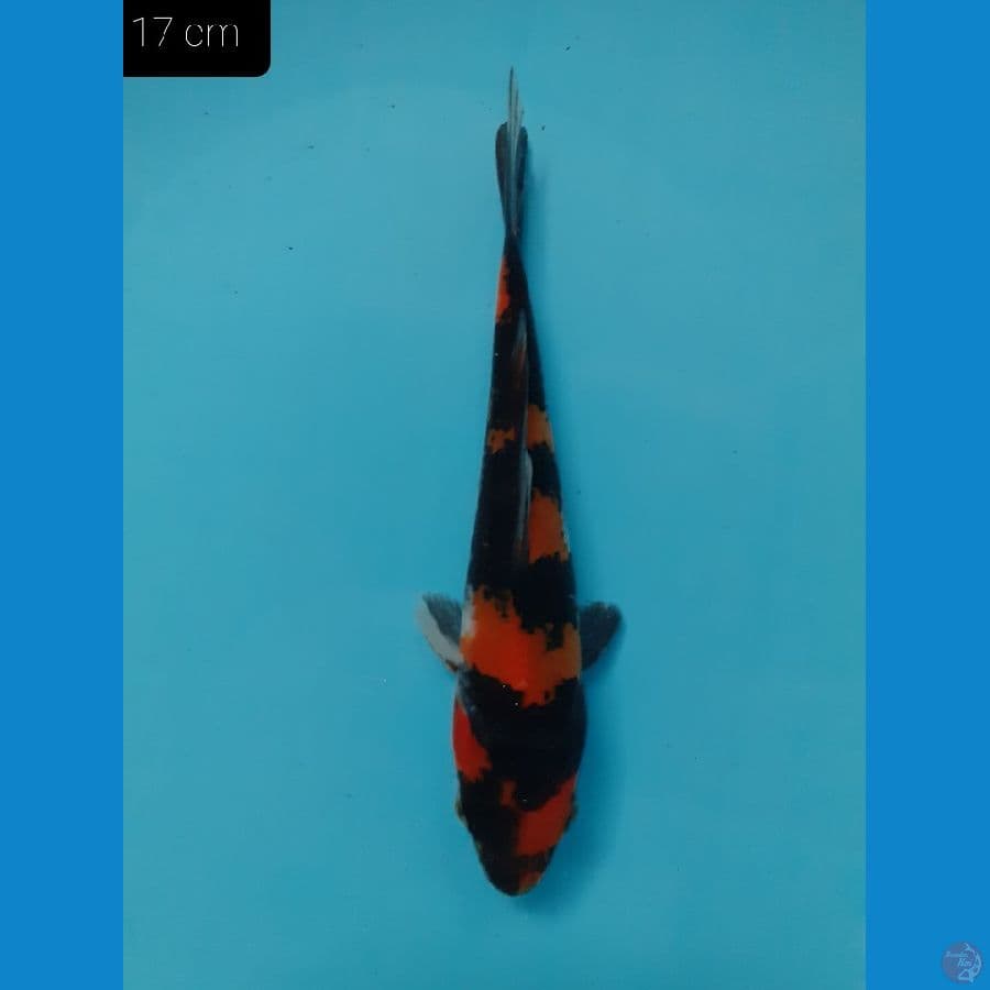 *SHOWA 17 CM*