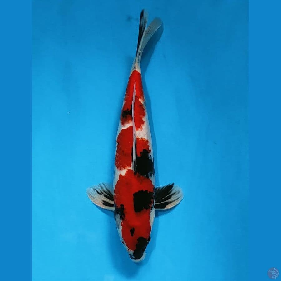 showa 34cm