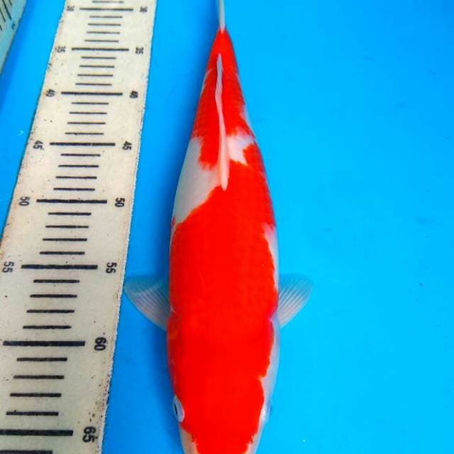 Kohaku 39cm