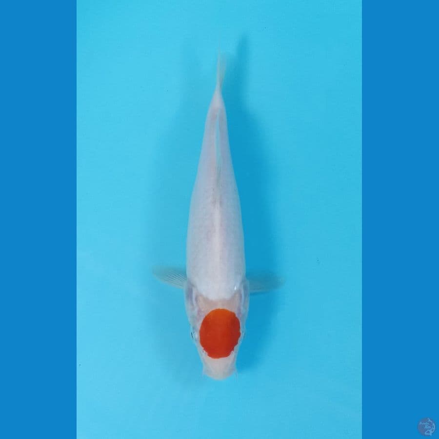 tancho kohaku 21cm
