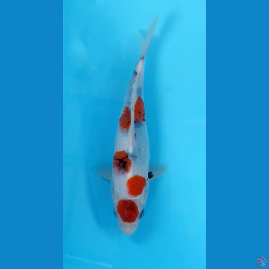 showa 22cm