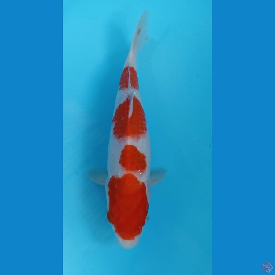 kohaku 25cm