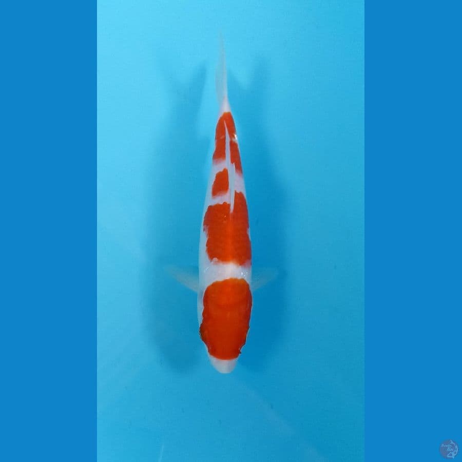 kohaku 21cm