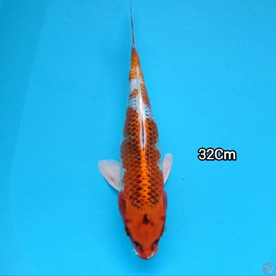 Kujaku 32 cm
