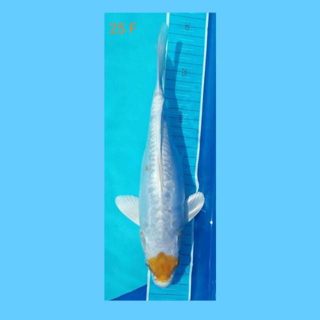 Hariwake doit 25