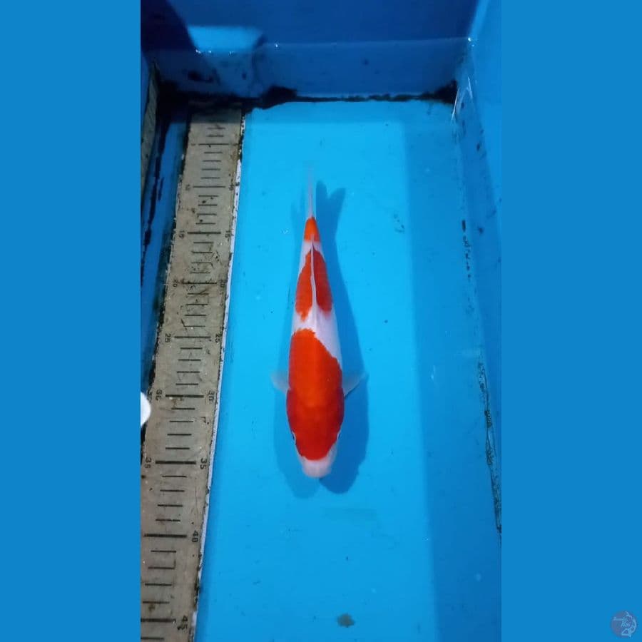 Kohaku 27cm