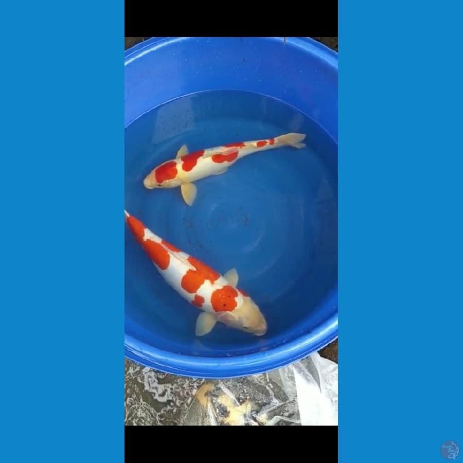 kohaku 56 betina 50 jantan