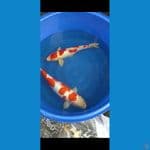 kohaku 56 betina 50 jantan