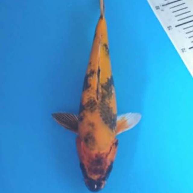 Kin ki utshuri jumbo 38cm