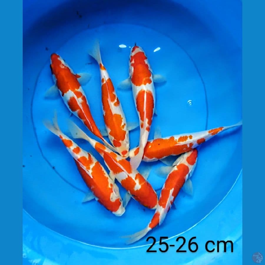 kohaku jreng 25-26 cm