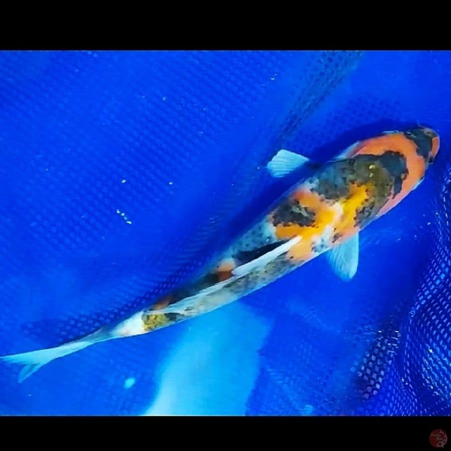 showa 22cm