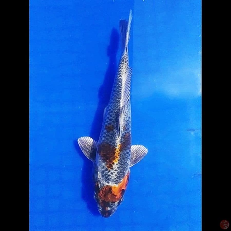 Hikarimono 24cm