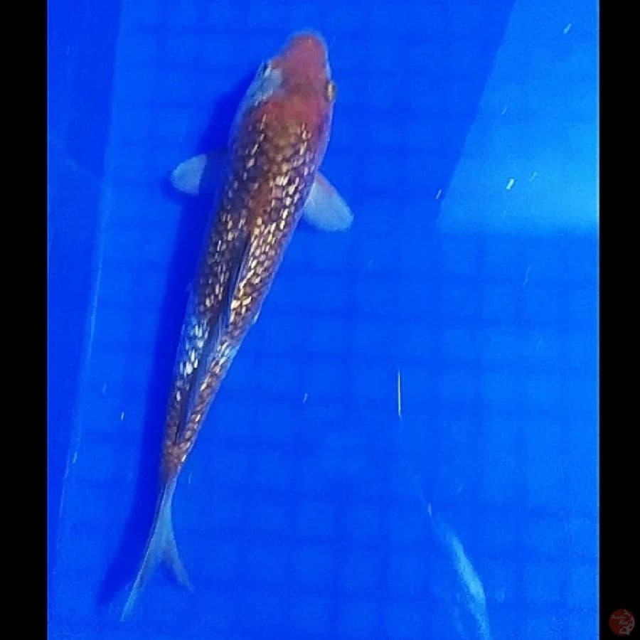ochiba ginrin 23cm