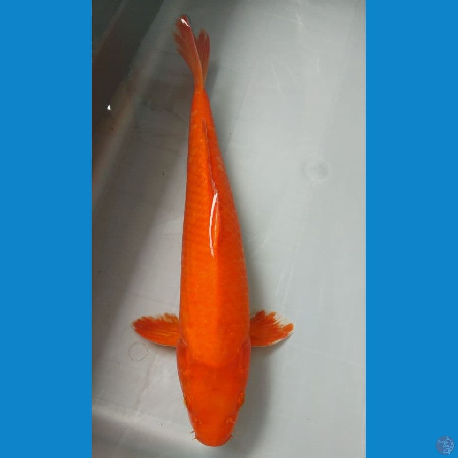 Red Karashi 35cm/jantan