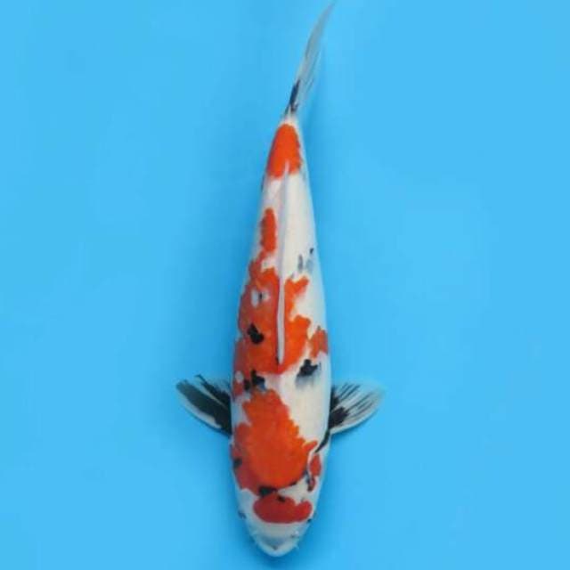 42cm Female - Jumbo Showa Tategoi 