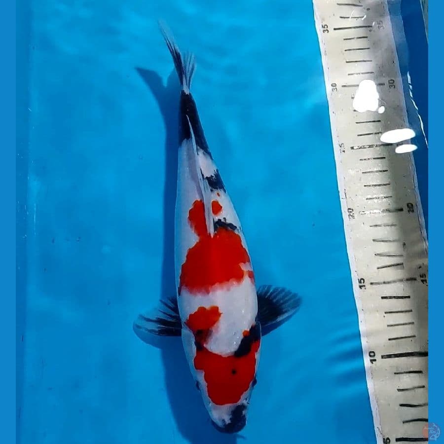 SHOWA 28 CM