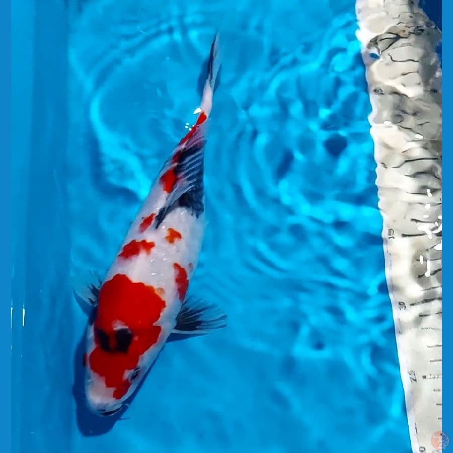 SHOWA 29 CM