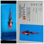 Showa Marusei 37Cm