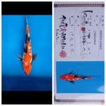 Showa isa 37Cm