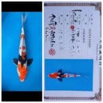 Showa isa 35Cm