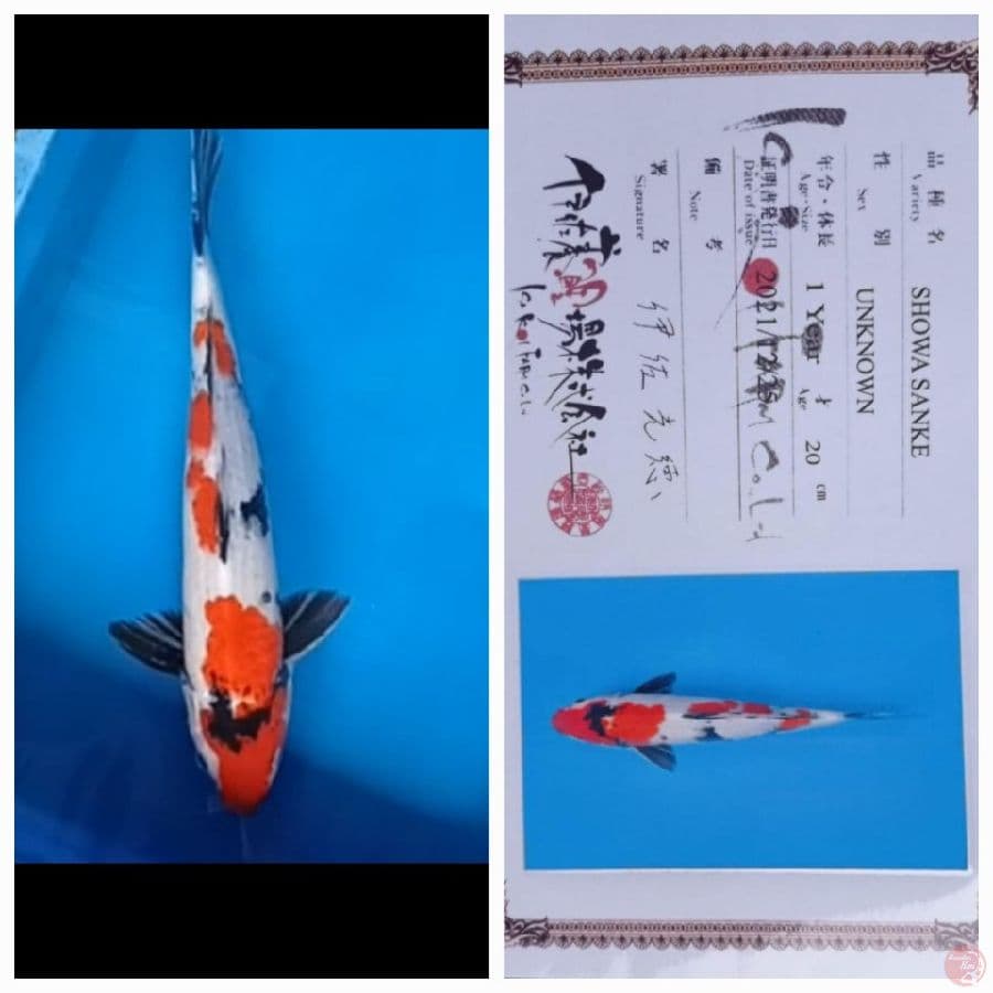 Showa isa 39Cm