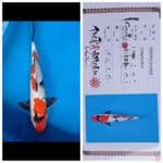 Showa isa 39Cm