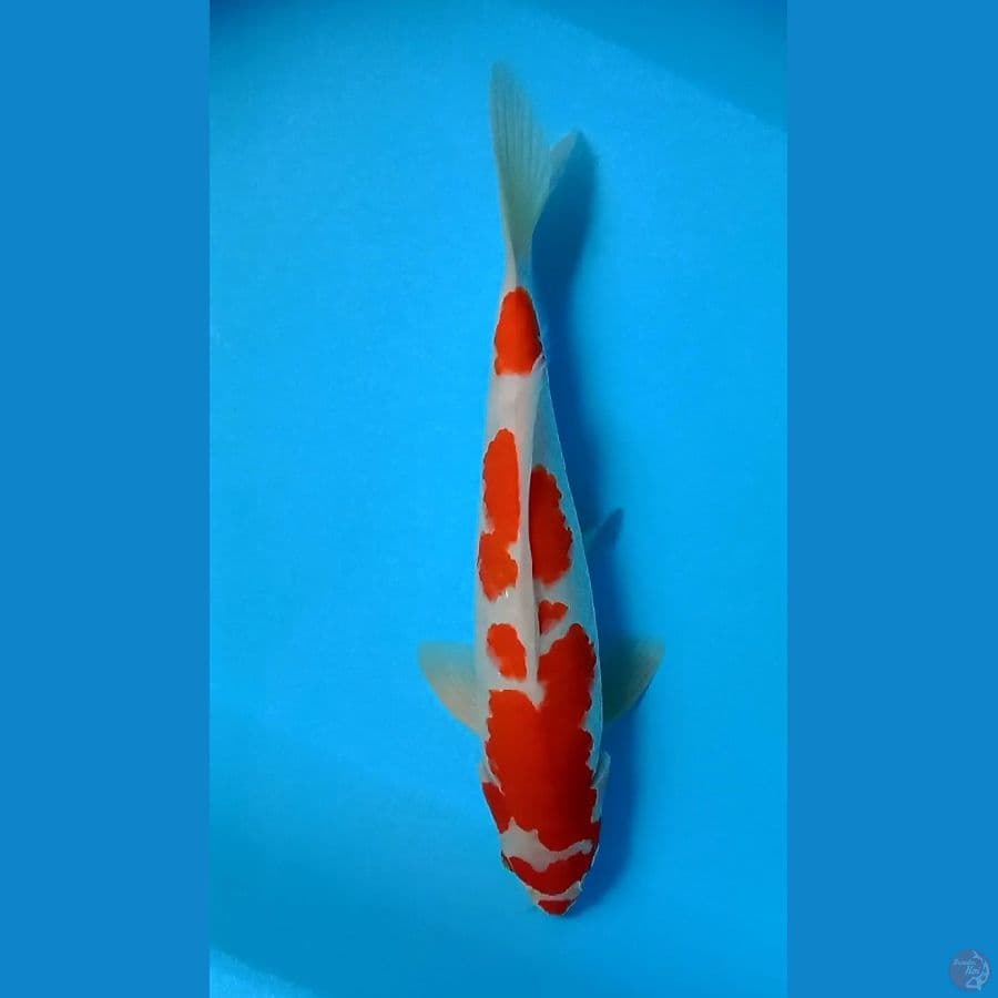 KOHAKU