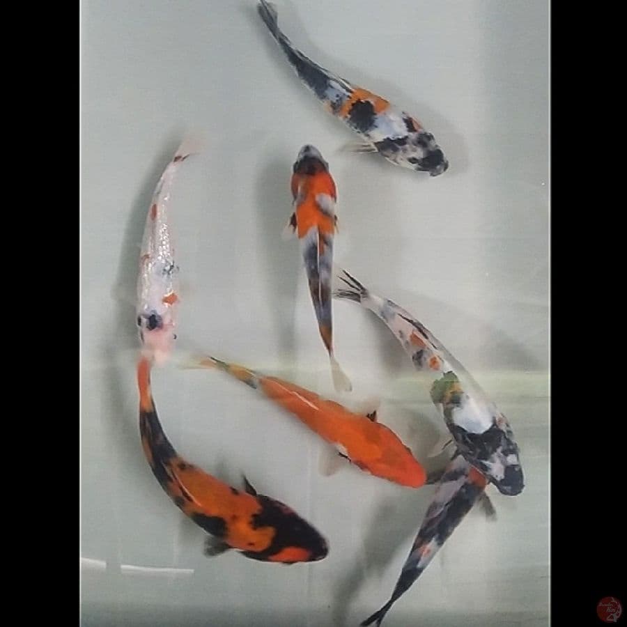 mix ginrin 7ekr/17-20cm
