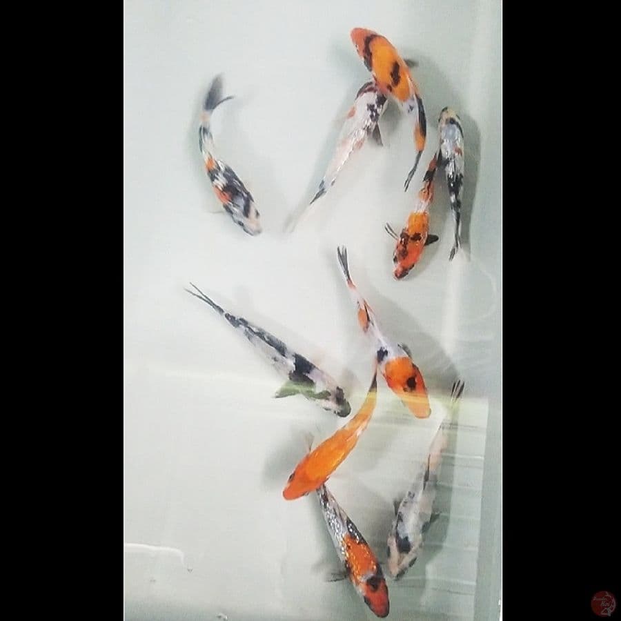 mix ginrin 10ekr/10-13cm