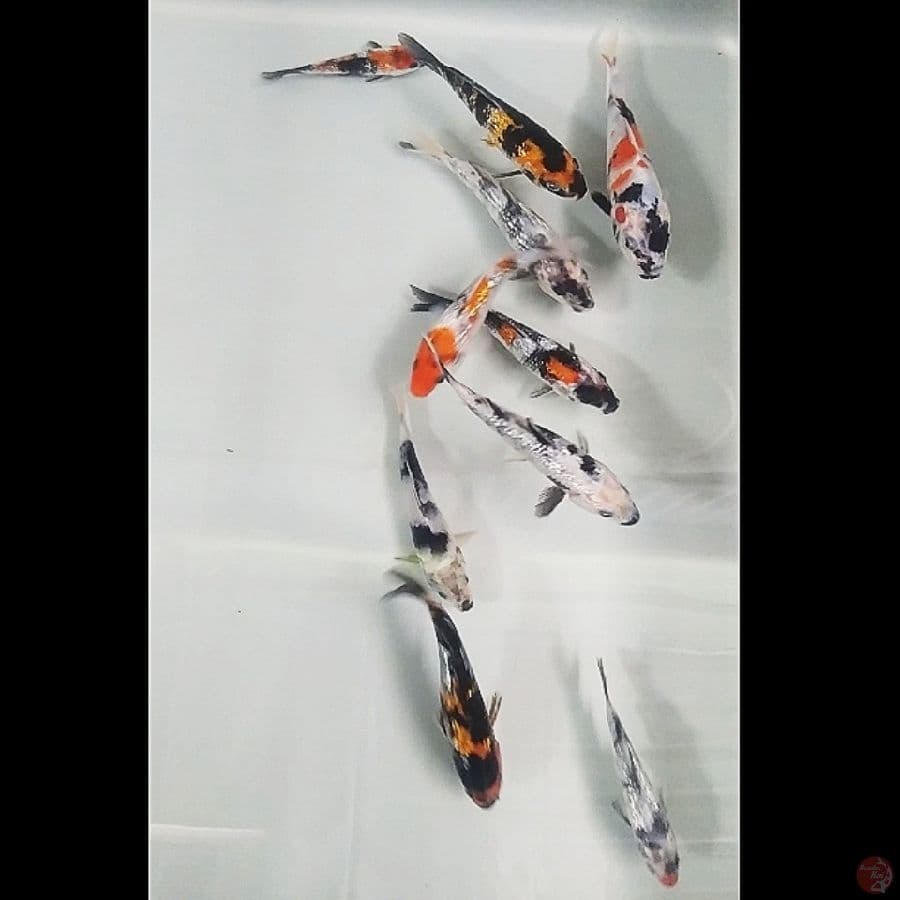 mix ginrin 10ekr/10-13cm