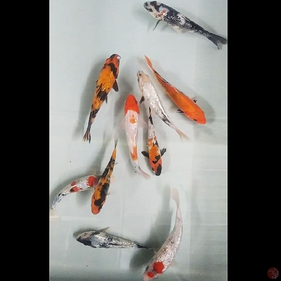 mix ginrin 10ekr/12-15cm