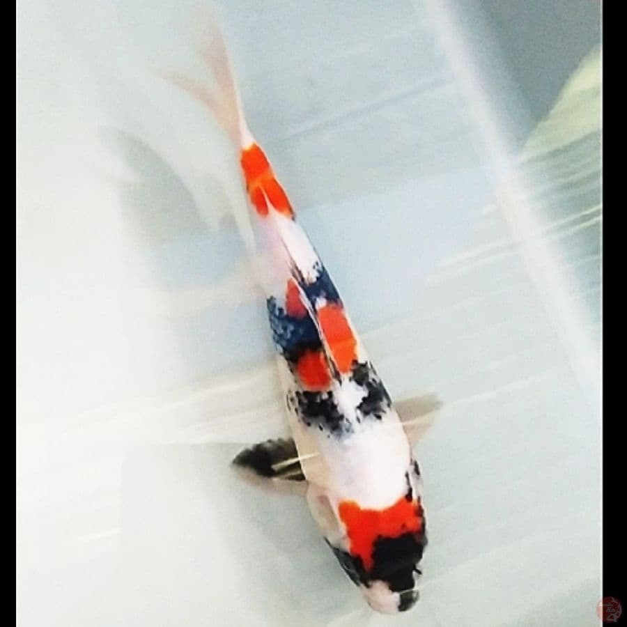 . maruten showa original 24cm