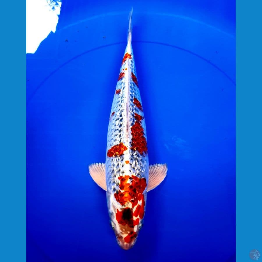 Gosiki Ginrin 35 Cm. male