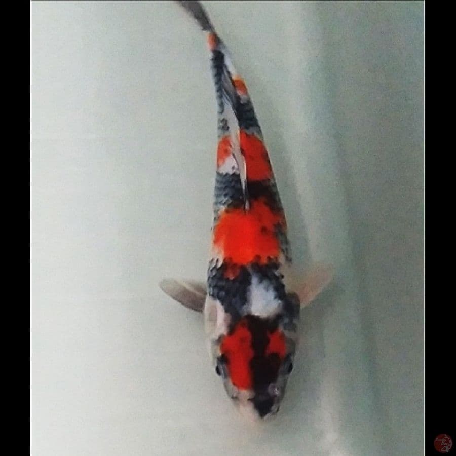 maruten showa original 22cm