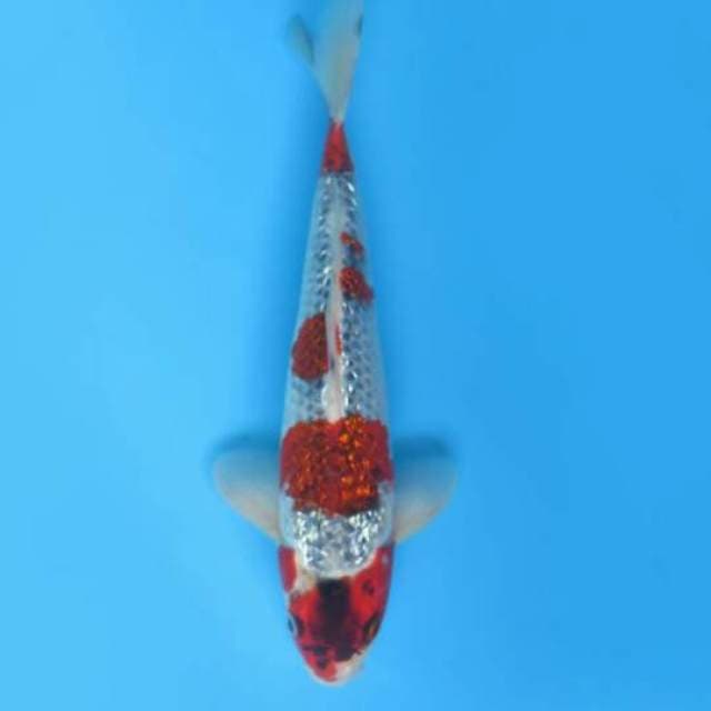 31cm Male Tosai - Goshiki Ginrin Original