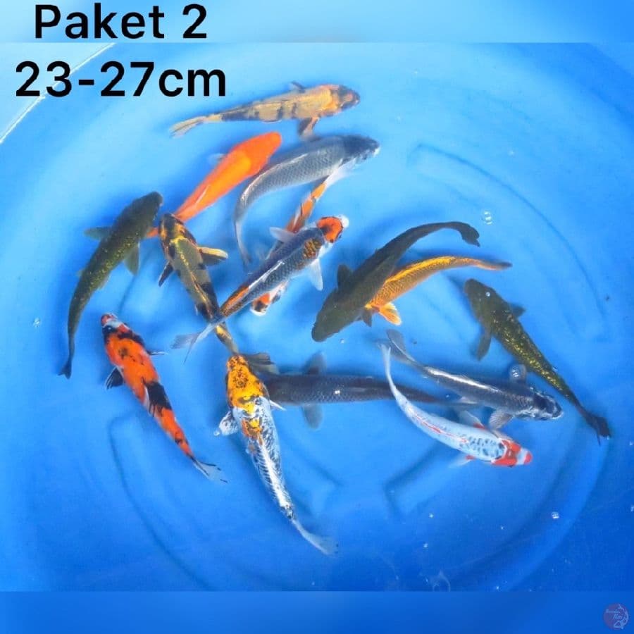 Paket Spesial lebaran 23-27cm 15ekor 